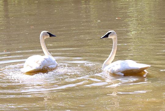 trumpeter swans.JPG