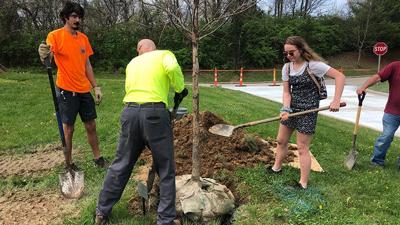 Arnold Parks and Recreation employees plant a swamp white oak