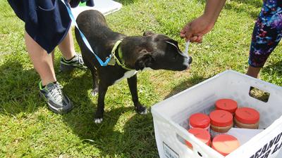 Daisy at the Leader Pet Expo