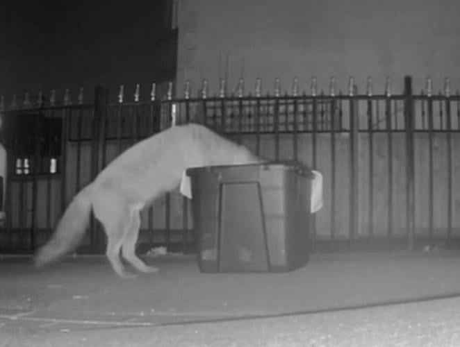 Adorable fox cubs reunited with mum after falling out of electric car’s engine