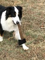 Picture Your Pet photo contest - Part 2