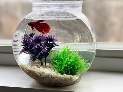The Coleman family of Arnold sent in this photo of their pet fish, Harold.
