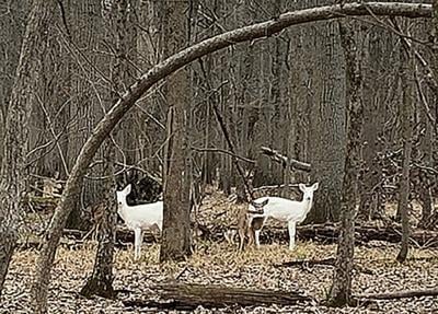 albino deer