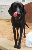 Marley, ‘one of sweetest guys in the kennels’ at Open Door