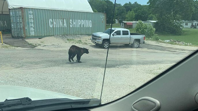 Bear hit, killed on I-55 | Local News | myleaderpaper.com