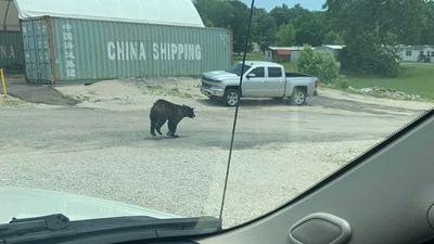 Black bear in Pevely June 2022