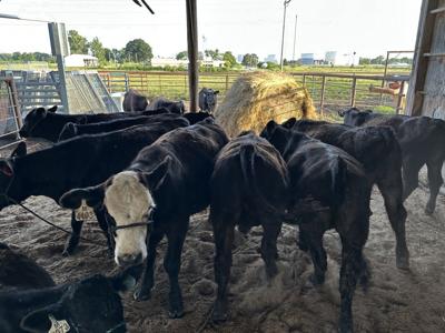 Cows in barn at University of Missouri South Farm (copy)