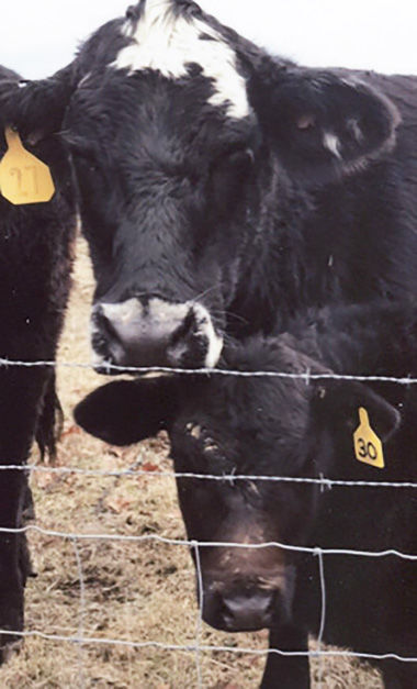 John Belleville sent in this photo of his family's pets -- cows Gracie and Norah.