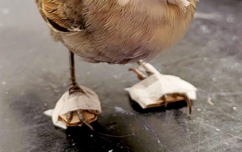 Bird has special booties built to aid recovery after being hit by car