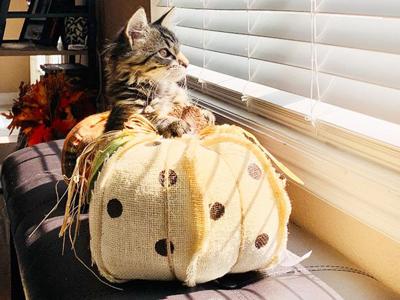 Queens' kitten, Gracie