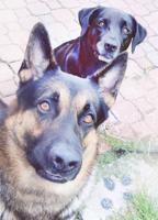 Pet spot –  Dogs named after movie, TV characters