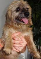 Pet spot – Georgia May, a Shih Tzu-dachshund mix, available at Open Door Animal Sanctuary