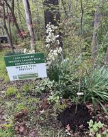 OUTDOORS: Trees of all sizes need extra water in summer