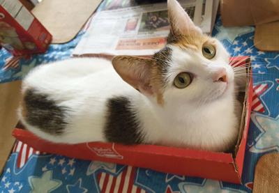 Pet Spot: Angel the cat likes to fit into strange spaces