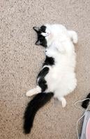 Pet Spot: Oreo the cat prefers relaxing on his back