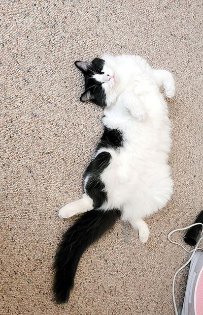 Pet Spot: Oreo the cat prefers relaxing on his back