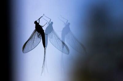 A sepia dun mayfly (Leptophlebia marginata) in Conde-sur-Risle, France