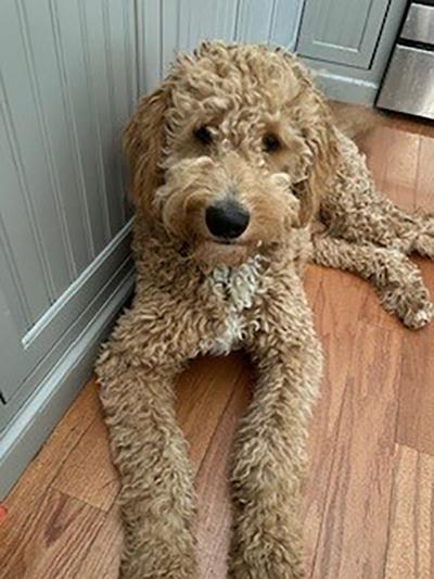 Pet Spot: Goldendoodle Winston displays ‘stoner’ personality