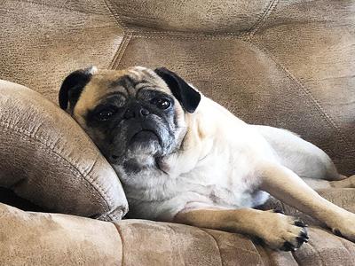 Jennifer Brickhaus' granddog, Dory