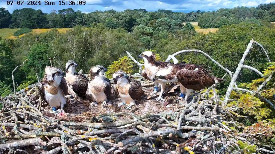 Ospreys recovering thanks to “pioneering pairs” who nest away from main population