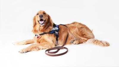 service dog.jpg