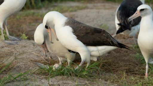 World's Oldest Known Wild Bird Is Expecting Again, Aged 74 | National ...