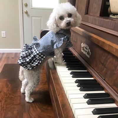 Pet Spot: Toy poodle Lulu likes dressing up