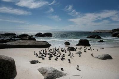 Fewer than 10,000 breeding pairs of the small, black and white African Penguin are left globally