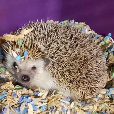 Pet Spot: Owner calls Papa the hedgehog a spoiled pet
