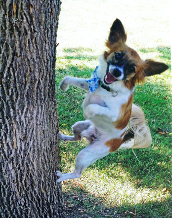 Darla Boyer's papillon, Vinnie