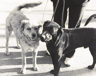 Chris Lewis' dogs, Bear and Eddie