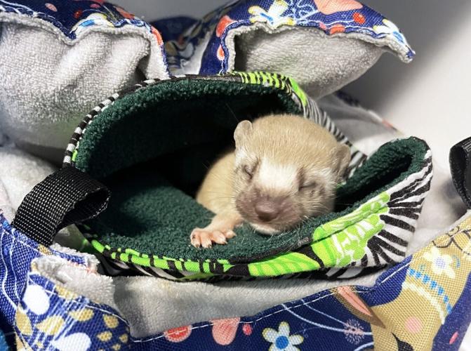Long-tailed weasel returned to the wild after spending 70 days in care