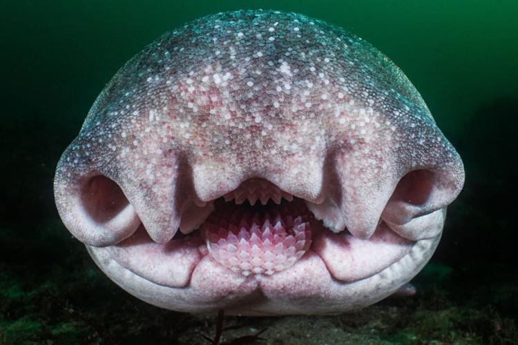 Winners of the Underwater Awards Australasia photo contest announced
