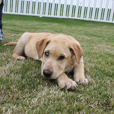 Pet Spot: Bear remembered as big talker