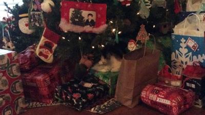 The Evans family cat, Callie, rests under the Christmas tree.
