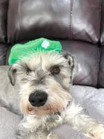 Pet Spot: Winston the schnauzer kept on beret for a bit