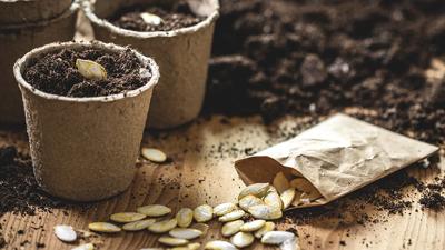 flower seeds generic
