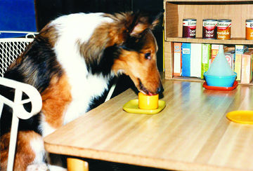 Lorraine Sartori's Sheltie, Mickey