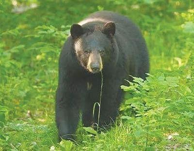 black bear
