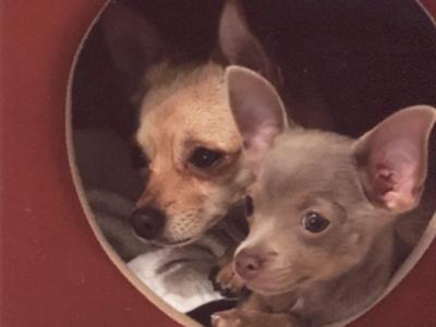 Chihuahuas Honey and Shadow are half sisters and best friends