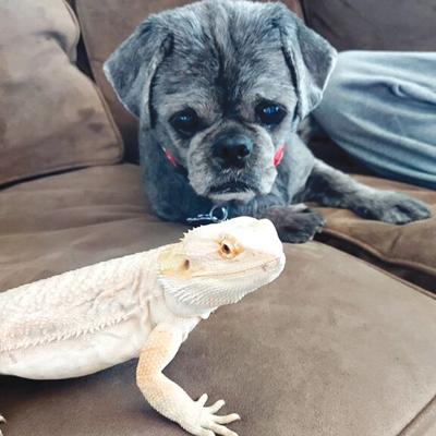Pet Spot: Oskar the dog meets bearded dragon