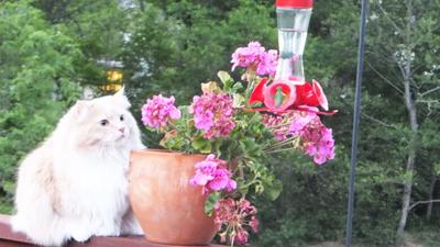 Doug Williams of Byrnes Mill sent in this photo of Rambo taken two summers ago.