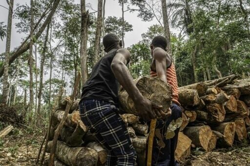 DRC's forests are prized by buyers of forest concessions -- some for logging, others for contested carbon-offset programmes