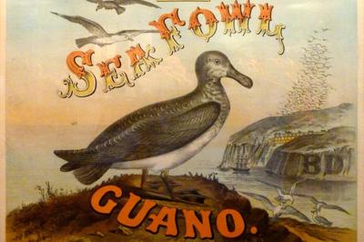 An advertisement for guano to be used as fertilizer depicts not only seabirds but also a guano island.