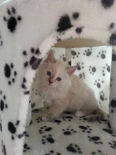 Missing cat found 200 miles away after 10 years but owner told he can’t have her