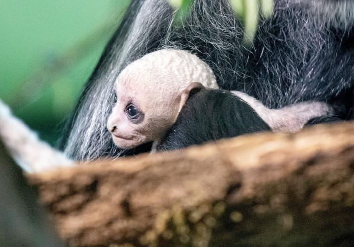 Rare and endangered white monkey has been born at a zoo