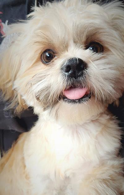 Pet Spot: Ruddy training as service dog