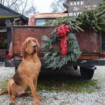 Waylon, a bloodhound, got to get his picture taken, too, when his owner, Brook Mowery and her fiance visited Kimmswick for their engagment photos.