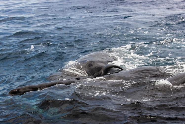Giving birth is a family affair for whales, reveals new research