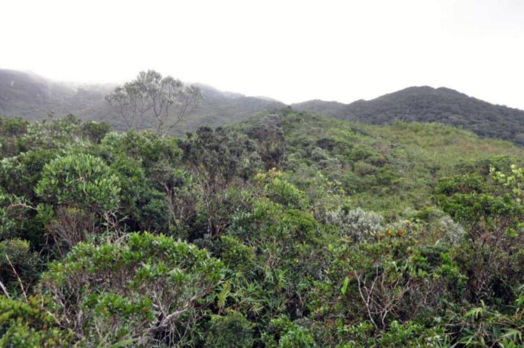 New tiny frog species no bigger than a pencil tip discovered